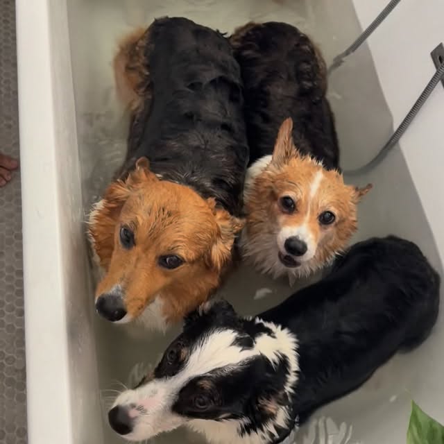  .....corgis   'recent posts' 