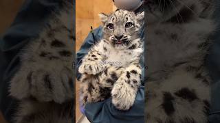  .....rthTv  'recent videos' 