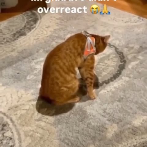  .....memes   'recent posts' 