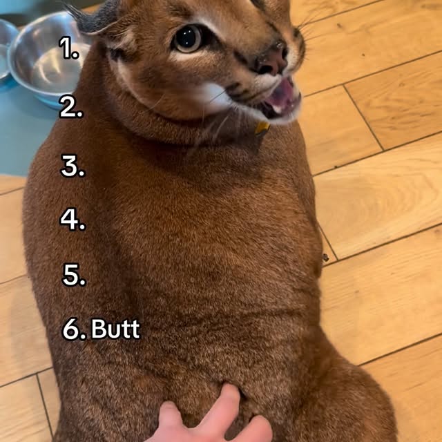  ......aracal   'recent posts' 