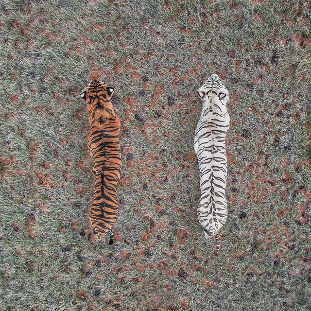  .....ervor   'recent posts' 