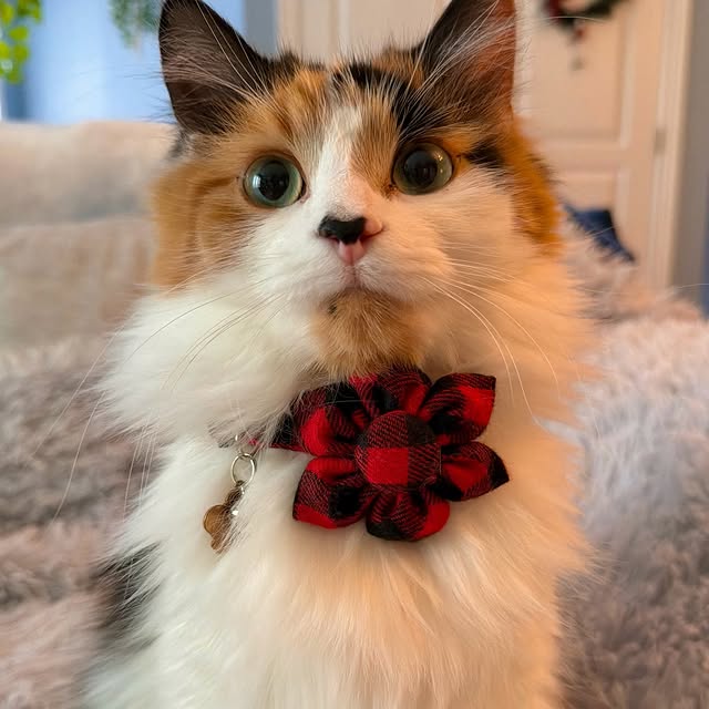  .........tofficial   'recent posts' 