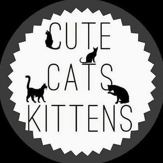 Achetez des cris Instagram à Cats Influencer avec 237,4k adeptes