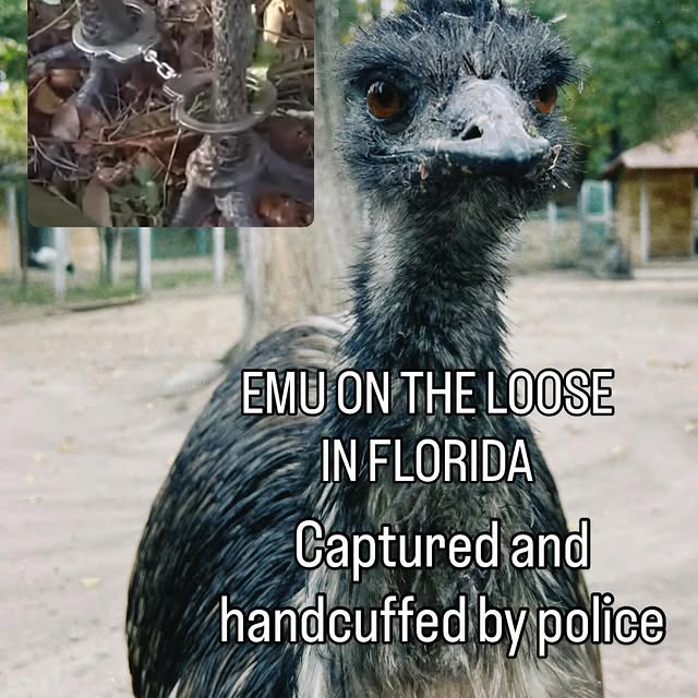  .....lorida   'recent posts' 