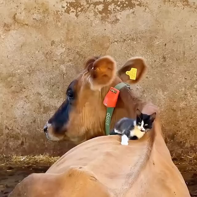  ...urre   'recent posts' 