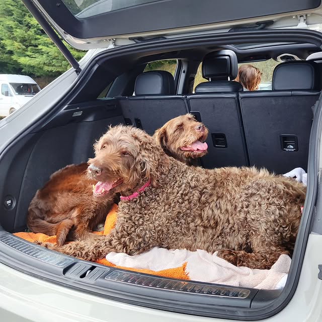  .........bradoodle   'recent posts' 