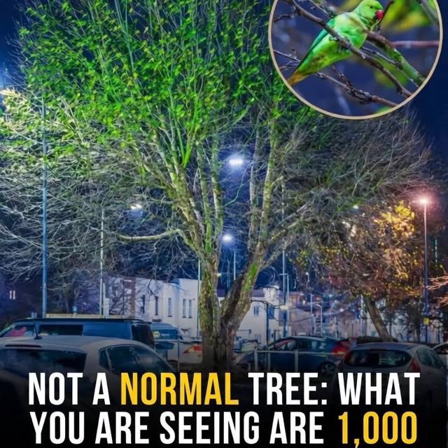  ......ravels   'recent posts' 