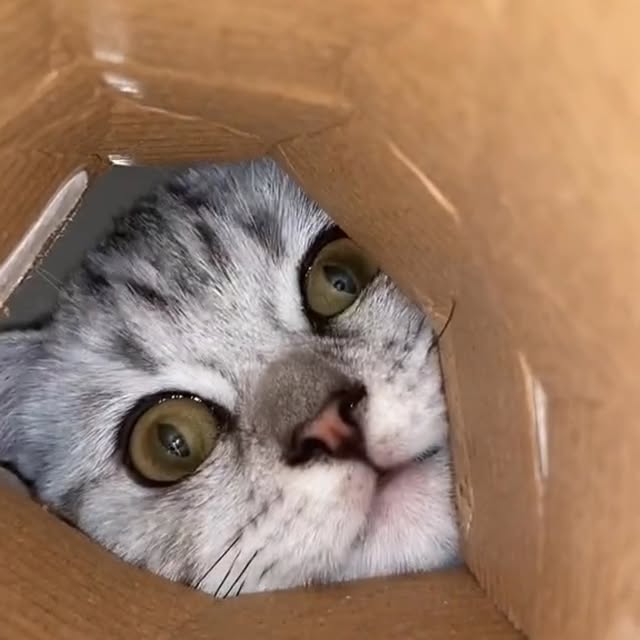  .......piecats   'recent posts' 