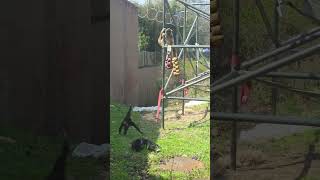  .....rthTv  'recent videos' 