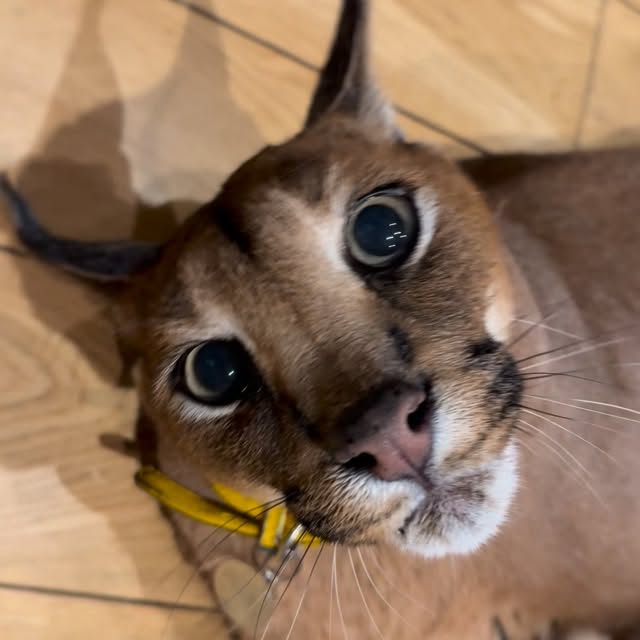  ......aracal   'recent posts' 