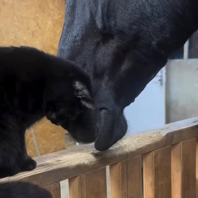  .......skittens   'recent posts' 