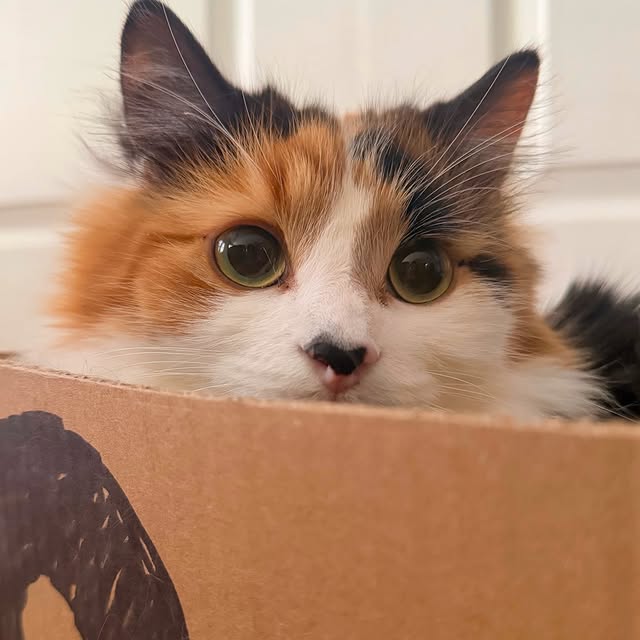  .........tofficial   'recent posts' 