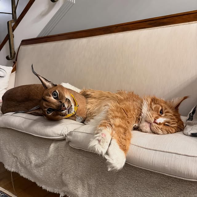  ......aracal   'recent posts' 