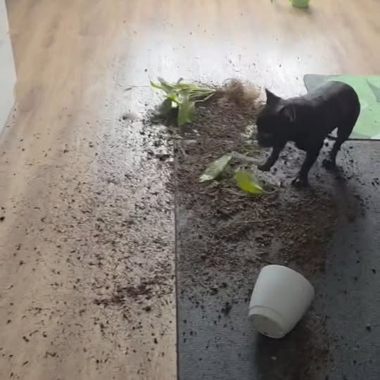  ..........ldogs_only   'recent posts' 