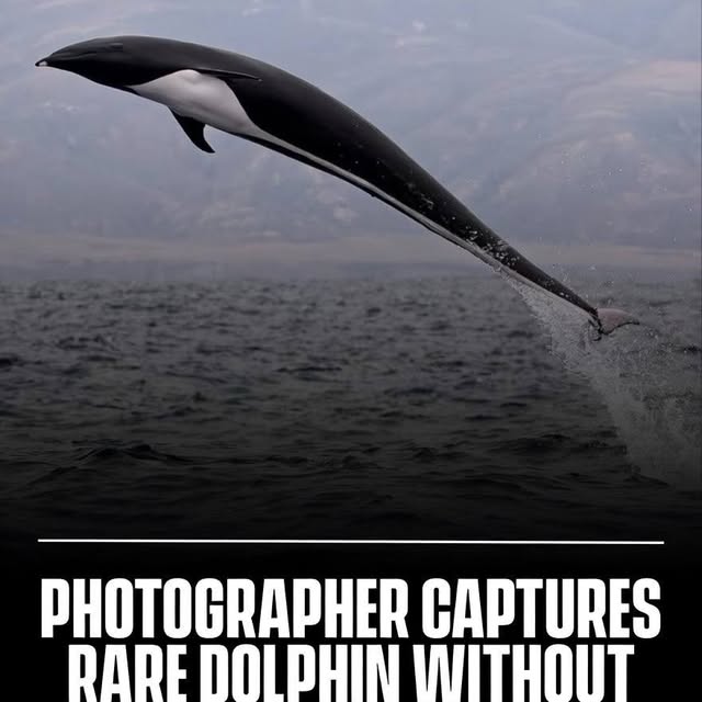  .......refervor   'recent posts' 