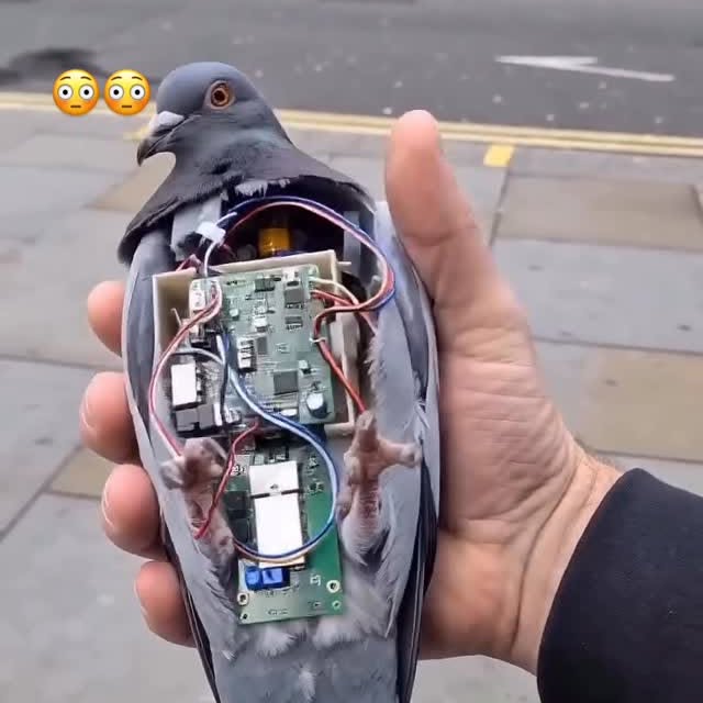  ........anole2000   'recent posts' 