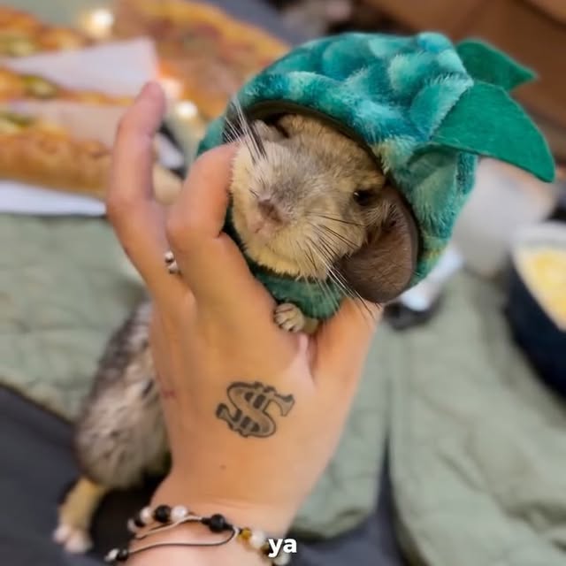  ........del_exito   'recent posts' 