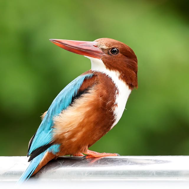  .....yland   'recent posts' 