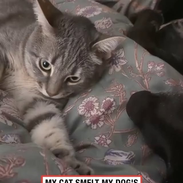  .....li9ht   'recent posts' 