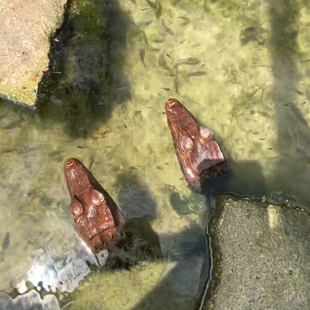  ...ral   'recent posts' 