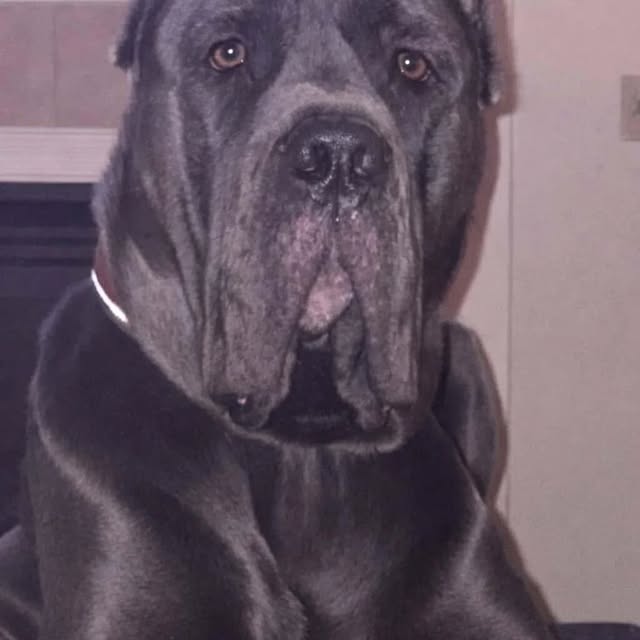  .........pet_world   'recent posts' 