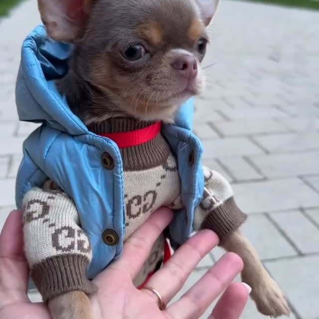  .......uapuppy   'recent posts' 
