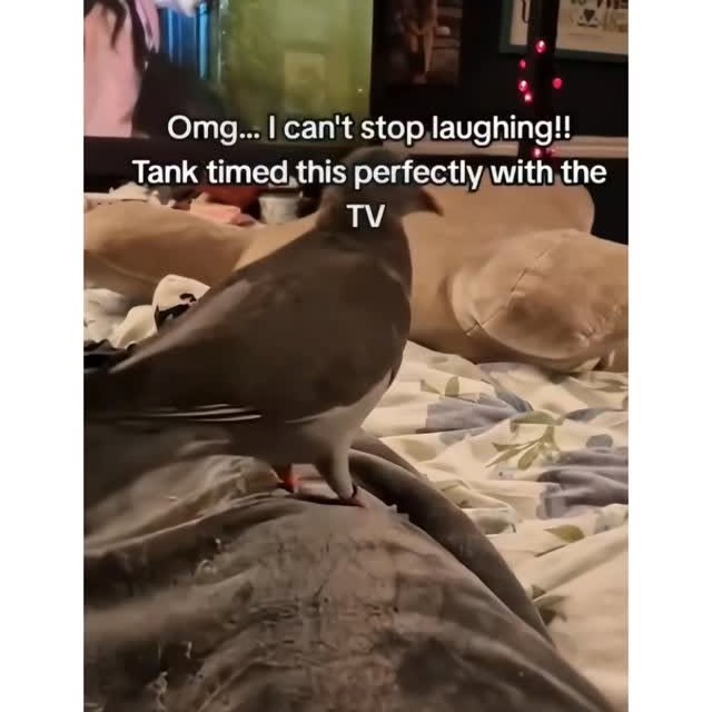  ........eos_fr_us   'recent posts' 