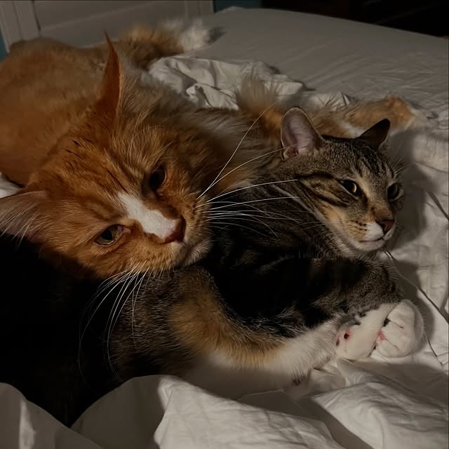  ......adamus   'recent posts' 