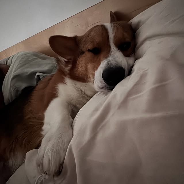  .....corgis   'recent posts' 