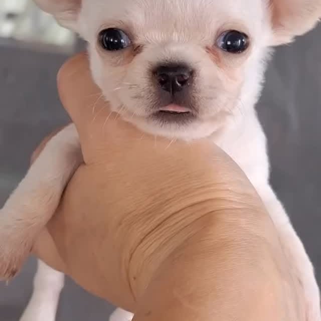  .......uapuppy   'recent posts' 