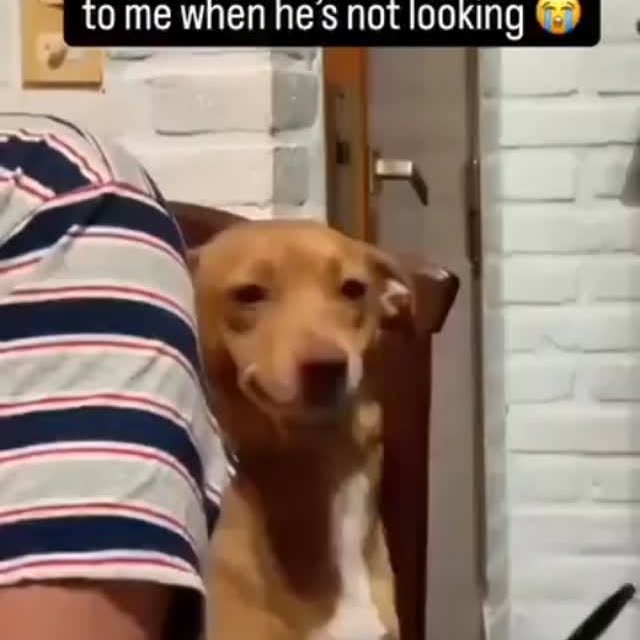  .........onanimals   'recent posts' 