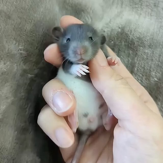  ........malsgram   'recent posts' 