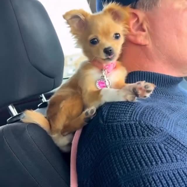  .......uapuppy   'recent posts' 