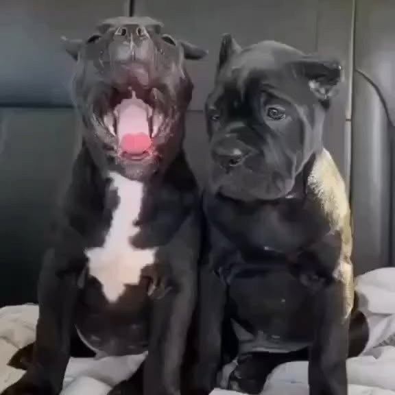  .........pet_world   'recent posts' 