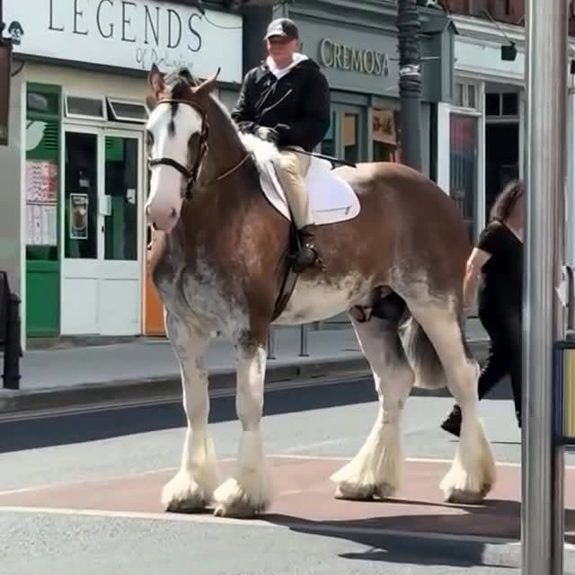  ..........ary_horses   'recent posts' 