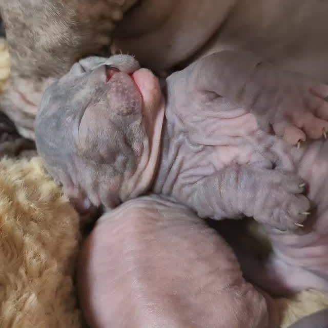  ......sphynx   'recent posts' 