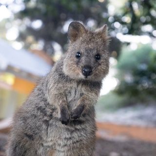 shoutout from ......quokkas influencer on Instagram  