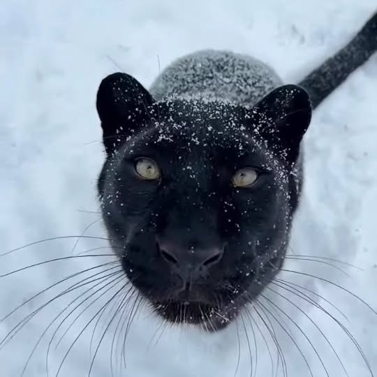  ......entpix   'recent posts' 