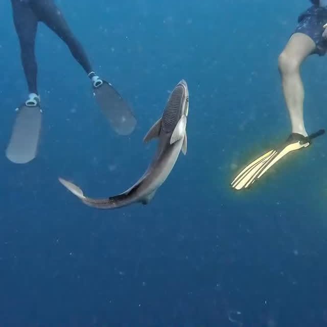  .......s.images   'recent posts' 