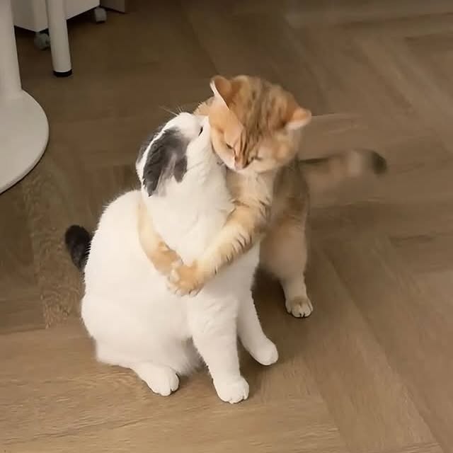  .....kuties   'recent posts' 