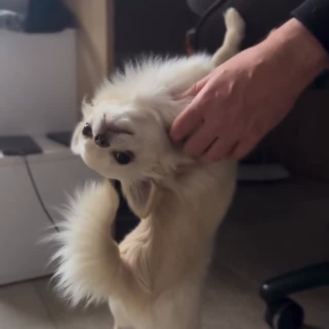  .......uapuppy   'recent posts' 