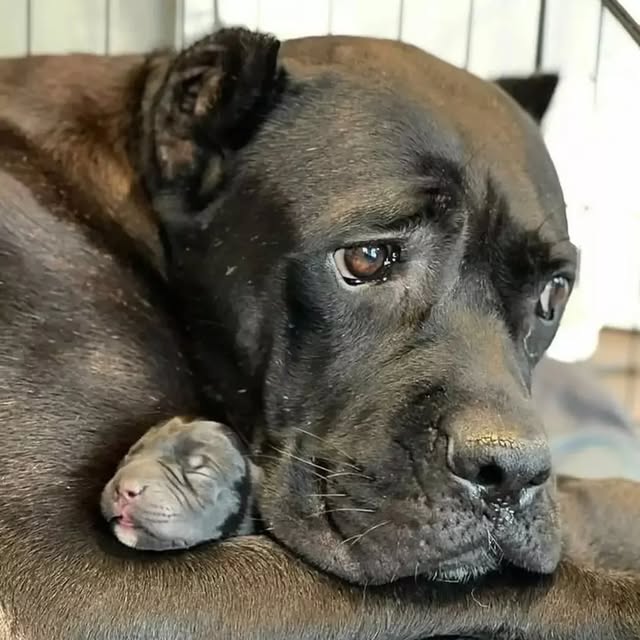  .........pet_world   'recent posts' 