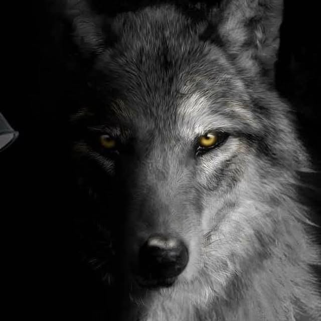  ......olvess   'recent posts' 