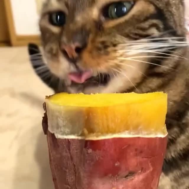  ...........irtonguesout   'recent posts' 