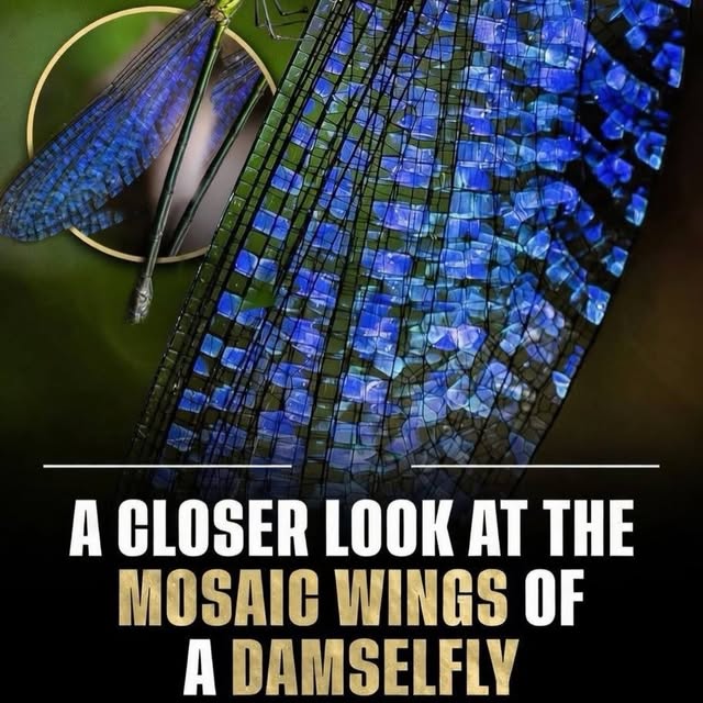  ......fervor   'recent posts' 