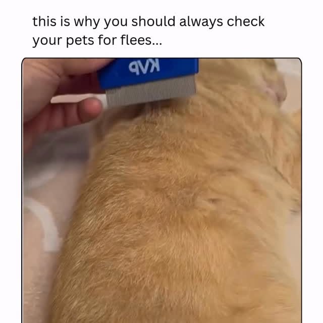  .....pawsz   'recent posts' 