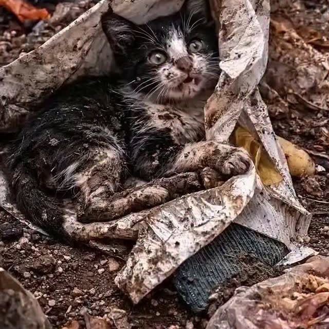  .......xplores   'recent posts' 