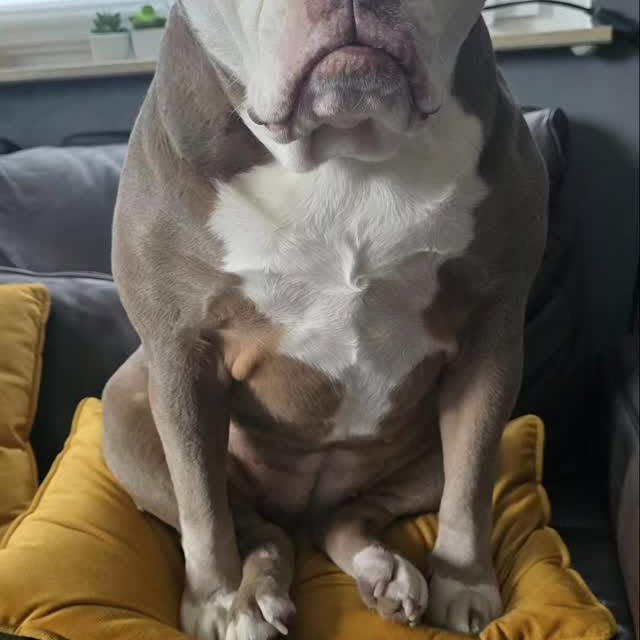  .......eyebrows   'recent posts' 