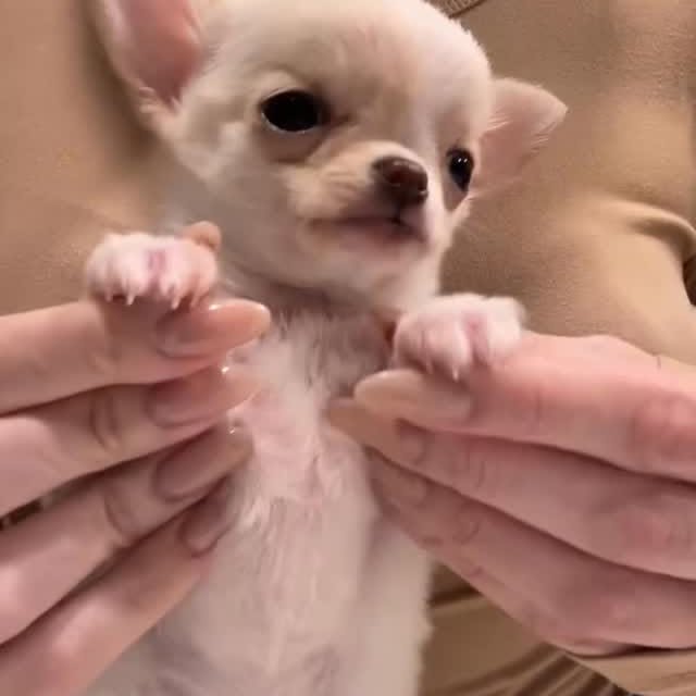  .......uapuppy   'recent posts' 