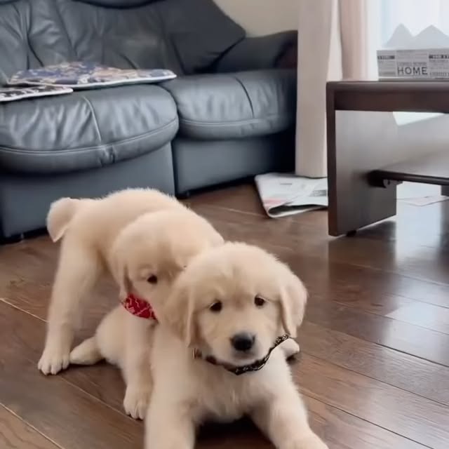  ........rcuteness   'recent posts' 